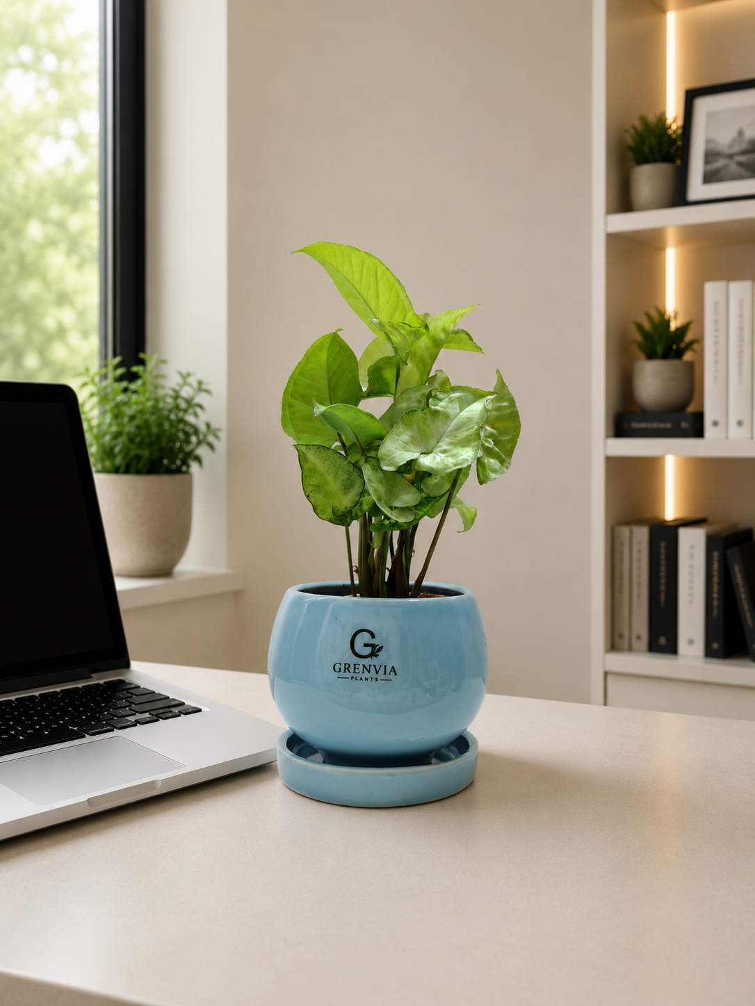 Aqua Syngonium