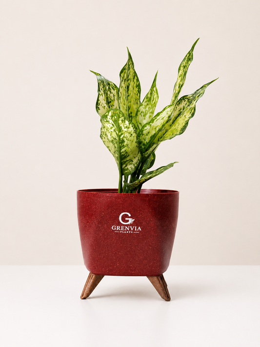 Aglaonema Snow White – Tripod Collection