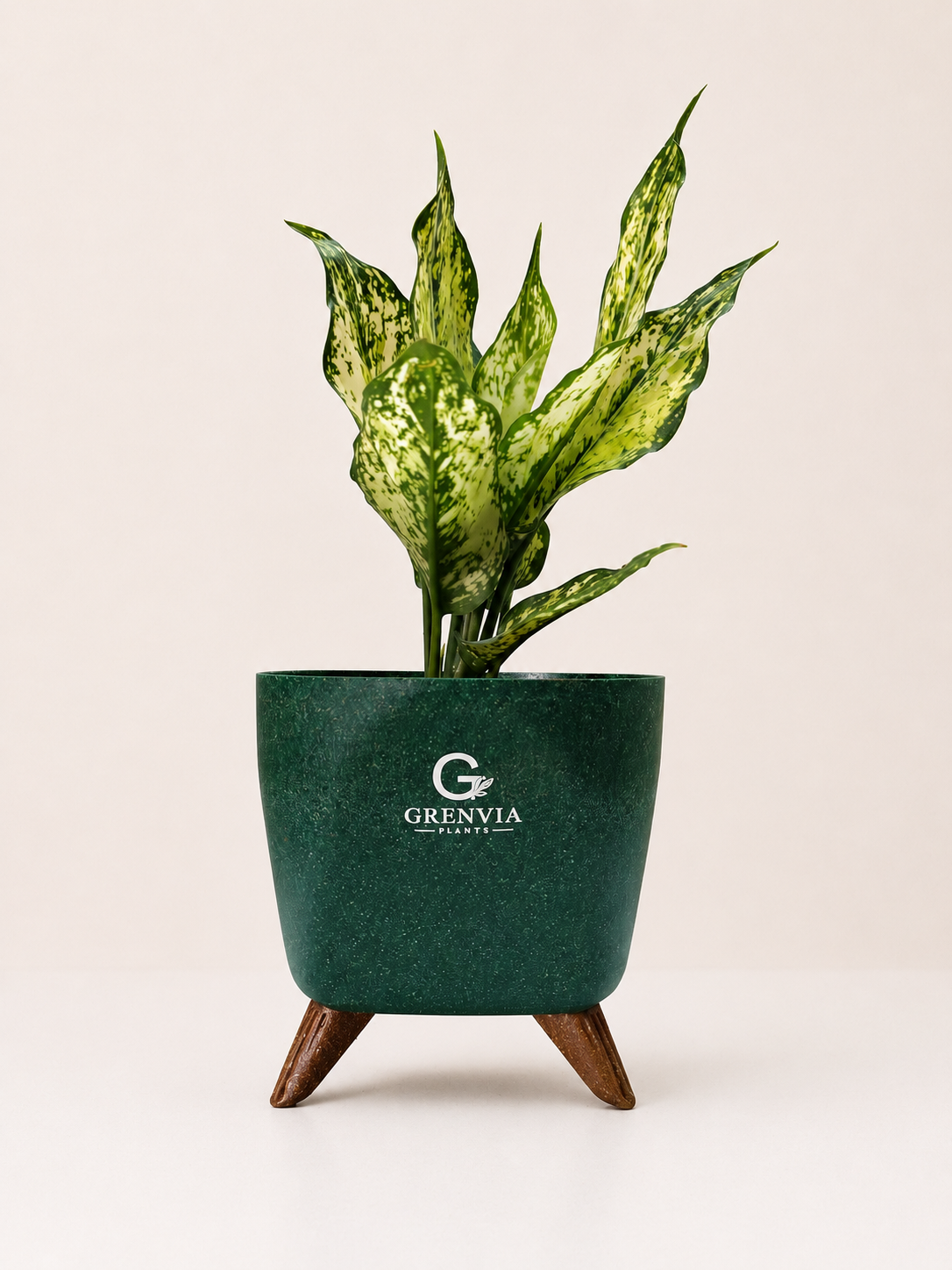 Aglaonema Snow White – Tripod Collection