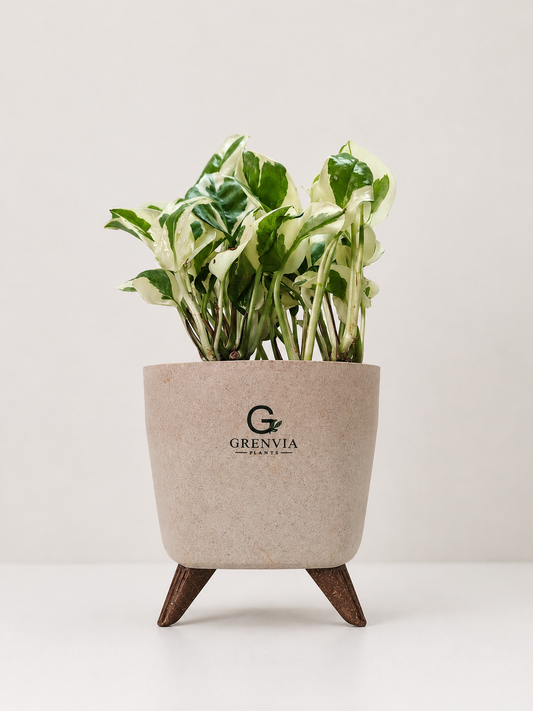 Marble Pothos- Tripod Collection