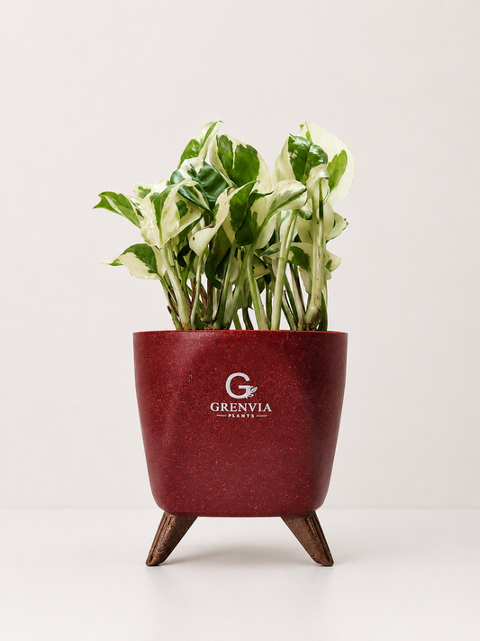 Marble Queen Pothos- Tripod Collection