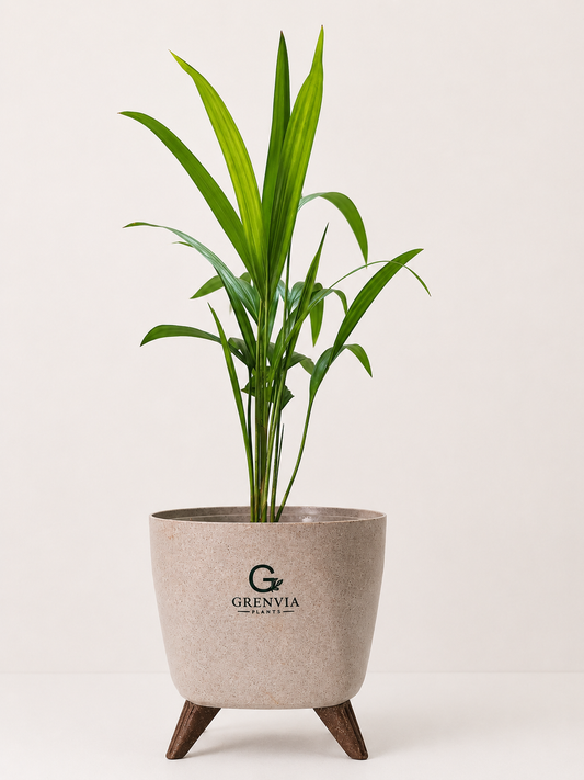 Palm Elegance-Tripod colection