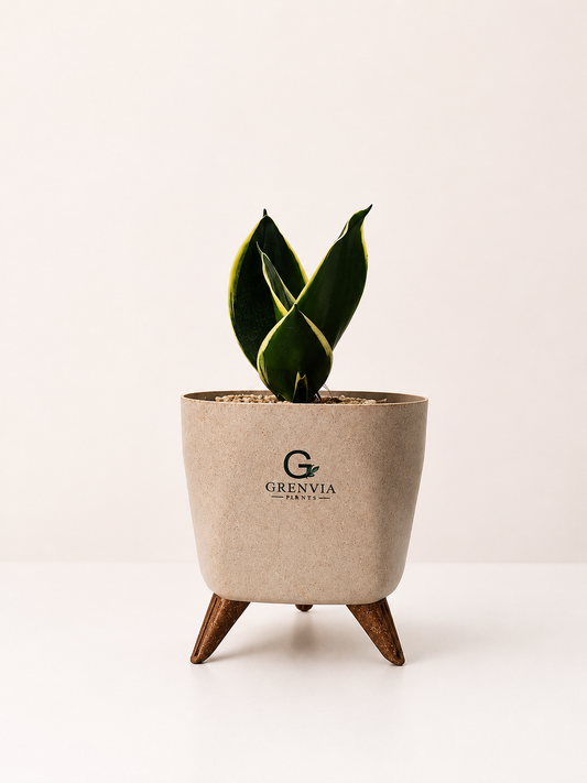 Snake Plant Mini-Tripod Collection
