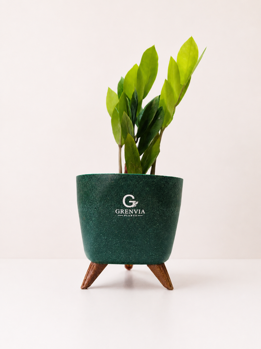 ZZ Plant – Tripod Collection