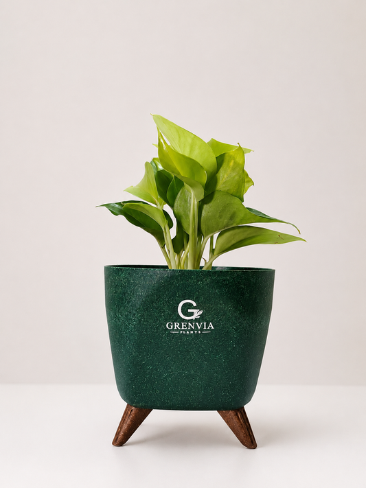 Neon Pothos – Tripod Collection
