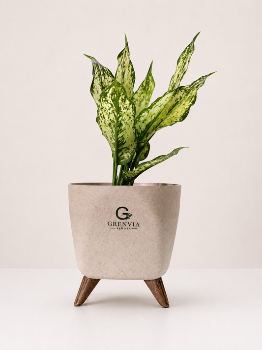 Aglaonema Snow White – Tripod Collection
