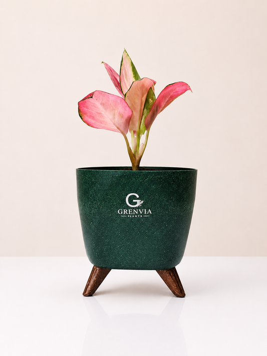 Pink Aglaonema-Tripod Collection