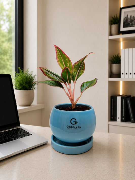 Aglaonema 'Red Lipstick'