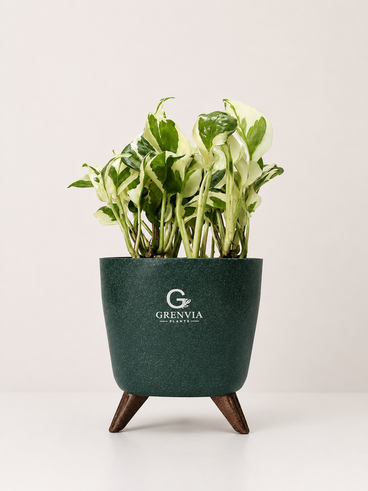 Marble Pothos- Tripod Collection